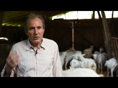 SRPSKA BELA KOZA - Jasenica