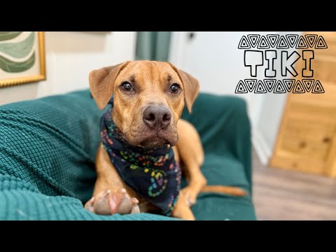 Dog for adoption - Tiki wonders if he could be your boy, a Rhodesian Ridgeback & Pit Bull