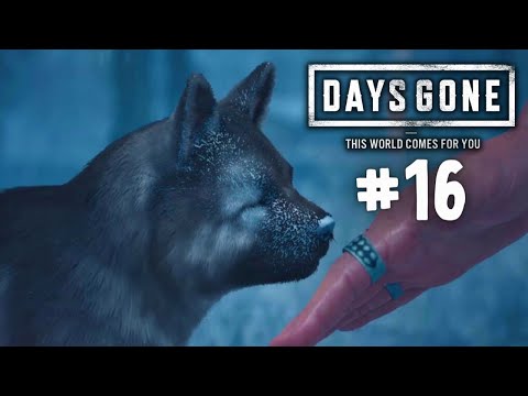 DAYS GONE Walkthrough Gameplay Part 16 - FINDING A DOG FOR BOOZER !! (No Commentary)