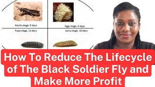 A Secret on Making More Sales From Black Soldier Fly Larvae Farming