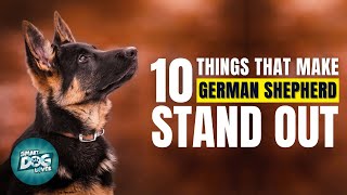 10 Things That Make a German Shepherd Stand Out