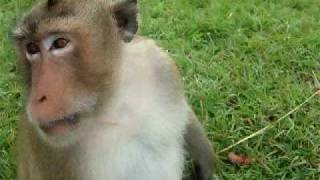 Do not poke the monkey david hincks