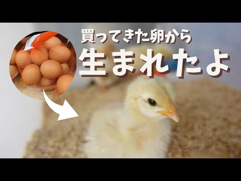 過剰な体重は産卵鶏にどのような影響を与えますか?生産性は向上していますか、それとも低下していますか?  庭園