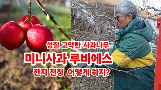 사과나무 전지 전정 가지치기 미니사과 루비에스 충북괴산 가을농원 손홍철 [사과재배방법],