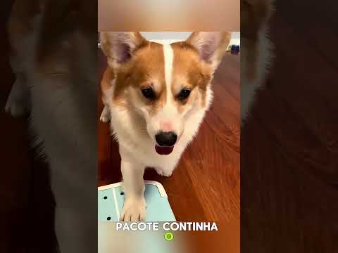 O CACHORRO APRENDEU A ANDAR DE SKATE! 😱🐶🛹 MAS O FINAL FOI INACREDITÁVEL!