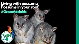Living with possums: Possums in your roof