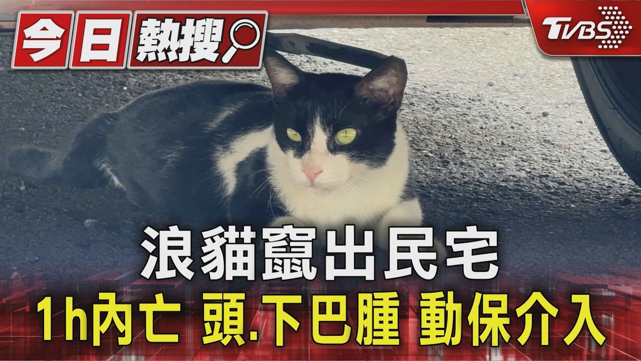 獨家影音/街貓竄出民宅後倒地不起! 頭部、下巴腫脹 動保處調監視器