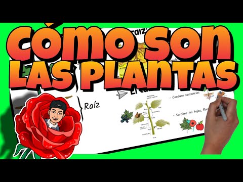 🌷 BRYOPHYTES, PTERIDOPHYTES, GYMNOSPERMS and ANGIOSPERMS | What are PLANTS LIKE?