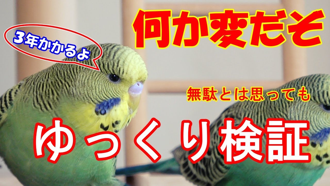 【ゆっくりと検証】どうしてこうなったの? 日本のジャンボセキセイ...