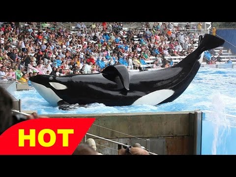 History of Chicago now more than ever documentary