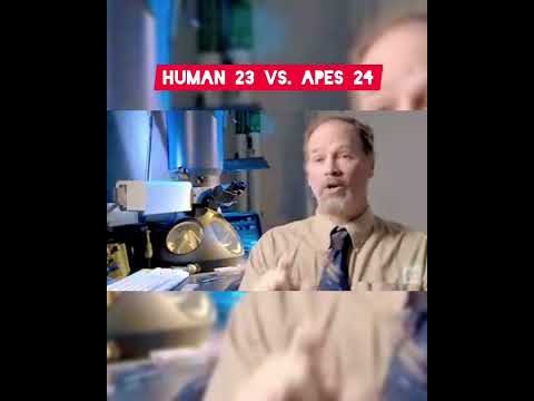 Intriguing Chromosome 2  | Human Vs. Apes | chromosome fusion