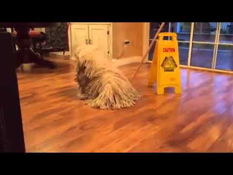 VID-20150409-WA0007.mp4