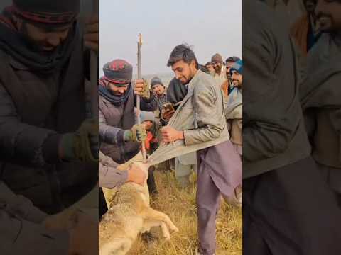 Funny video jackal caught the boy jacket haha 2025#thedogs #doglover #funny videos 2025#dog#shikar