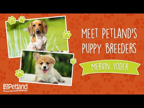 Petland Breeder Vlog Mervin Yoder – Short Version