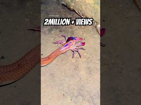 CRAB VS SNAKE || WANDERER MOHIT #shorts #nature #fight