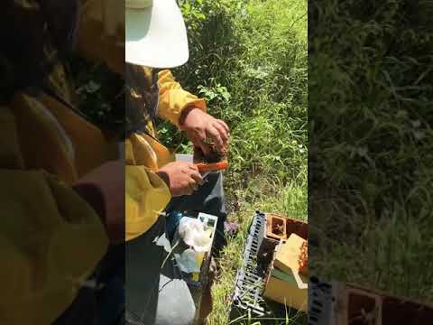 Raccolta api regine-apidea F1 Buckfast queen bees