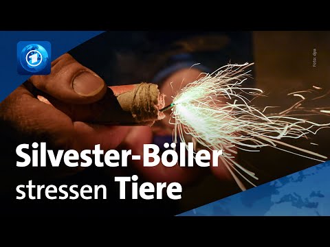 Stress durch Silvester-Böllerei für Tiere
