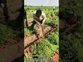 Harvesting Carrots: Thousands Of Orange Treasures! 🥕🧡