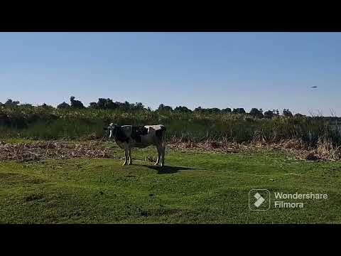 A little piece of paradise somewhere on the Nile