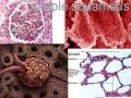 Human Body Tissues Song Histology