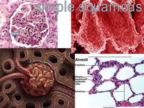 Human Body Tissues Song - Histology