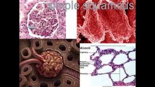 Human Body Tissues Song - Histology