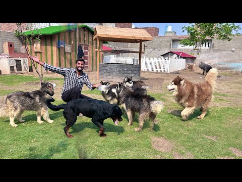 Ready Ho Jao Sab Dogs Give Away Hone Lge Hain😍