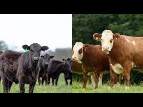 , title : 'TOP 5 BEST Cattle Breeds for Meat Production!'