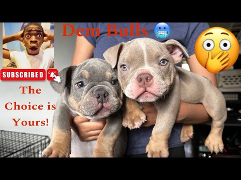 8week pupdate tap in,future nano studs still available