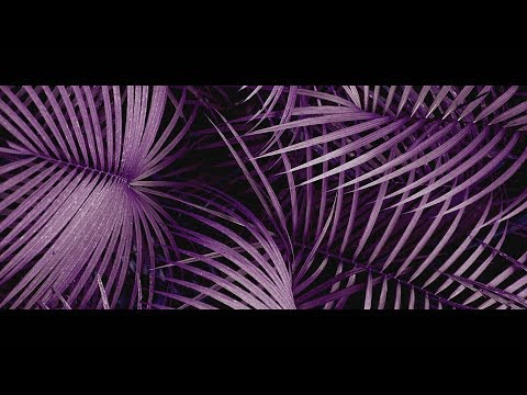 Dymo × Jarza - Zoo co-prod. Dope Audition