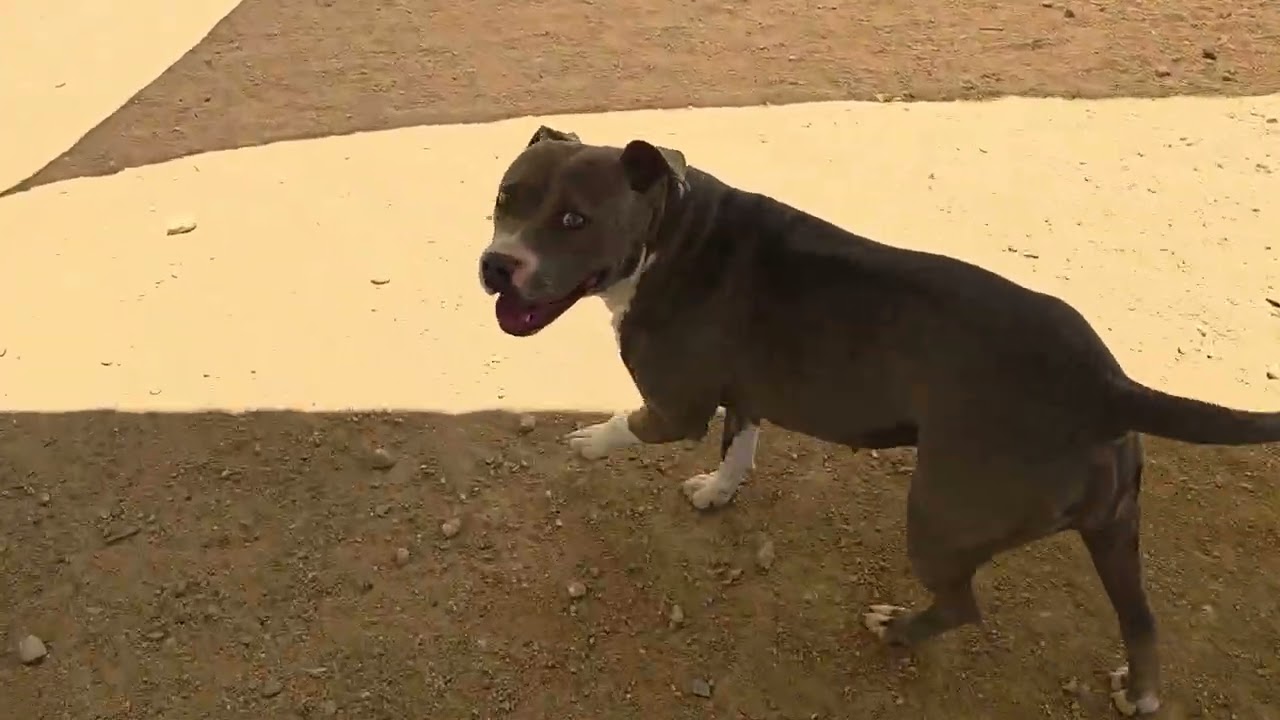 Princess, a Adoptable mixed breed in California City, CA video 4/4