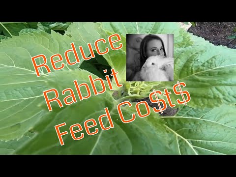 YouTube video about: Can rabbits eat oak leaves?