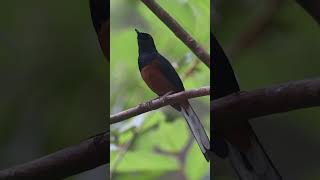 Download lagu Bird Song: White-rumped Shama mp3