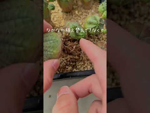 屋外のサボテン園を段階的に作るにはどうすればよいですか？そして、鍋に1つ？  庭園