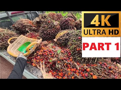 Day 2- Oil Palm Sawit PART 1 | ASMR｜First person view | My work vlog | Malaysia | 4K