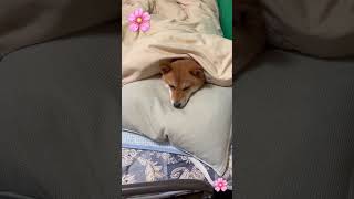布団でぬくぬく豆柴 #shibainu #柴犬 #cute #犬のいる暮らし #春
