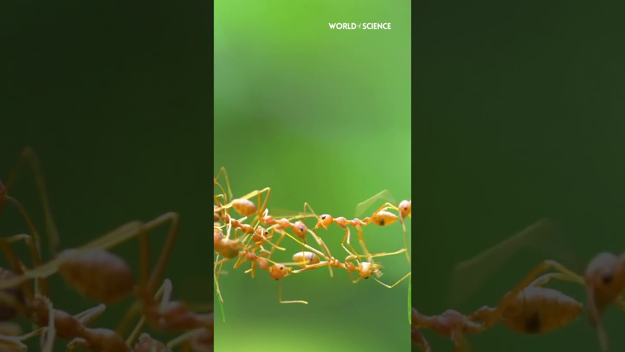 Amazing Ant Bridge: Ants Working Together to Get Across