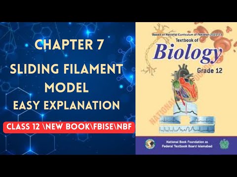 SLIDING FILAMENT MODEL |EASY TO LEARN |Chapter 7|CLASS 12|Biology |NBF NEW BOOK 2025