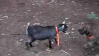 preview picture of video 'Tinkerbell Pygmy Goat Plays with Bette 1/2 Doberman 1/2 Westie'