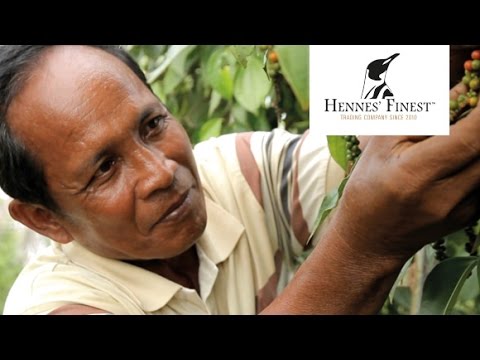 Die Besonderheiten des Hennes' Finest Kampot Pfeffers
