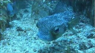 preview picture of video 'Diving, Boa Vista, Cape Verde, October 2011'