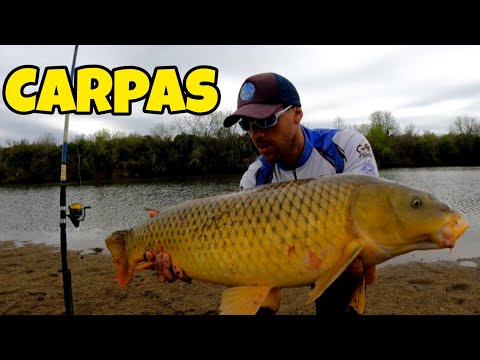 CAMPING en URUGUAY con unas CARPAS ENORMES