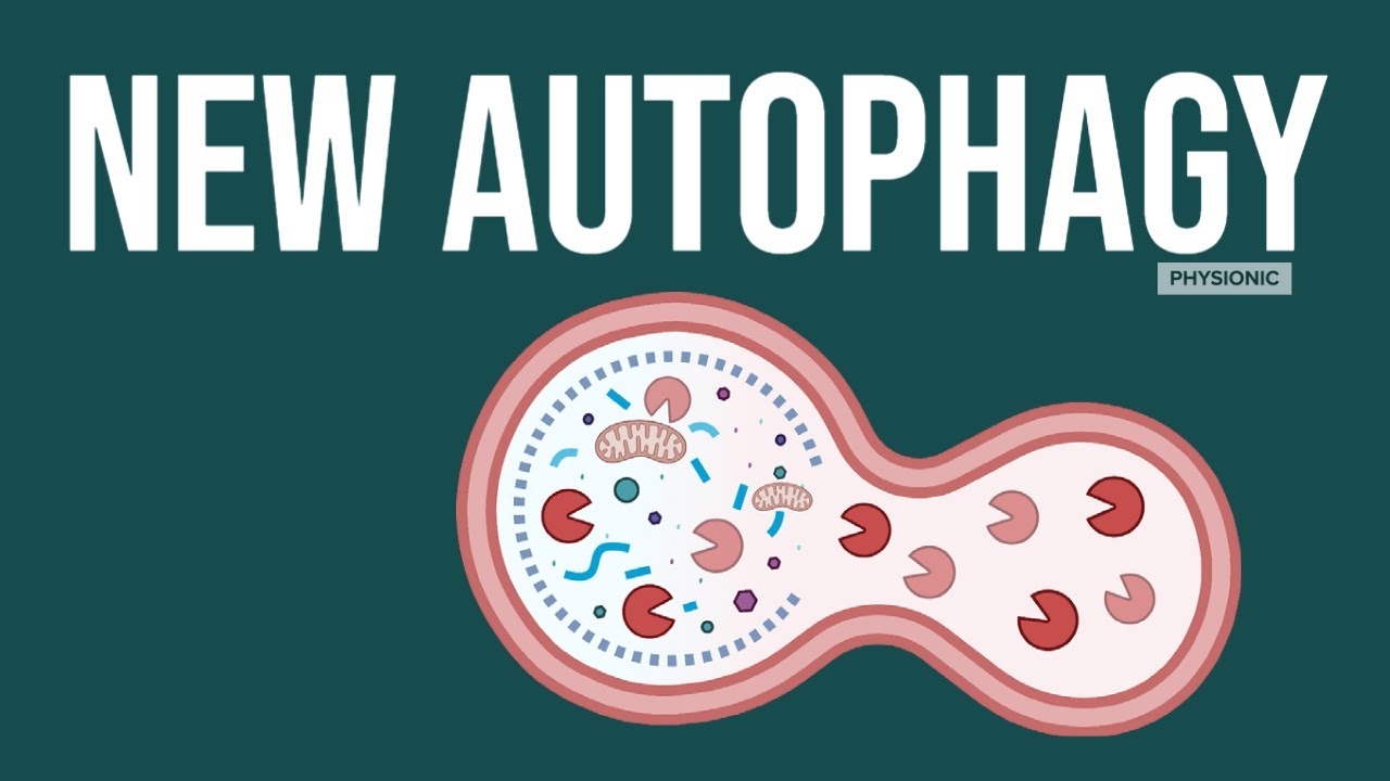 POD: A New Mechanism of Autophagy in Mitochondria