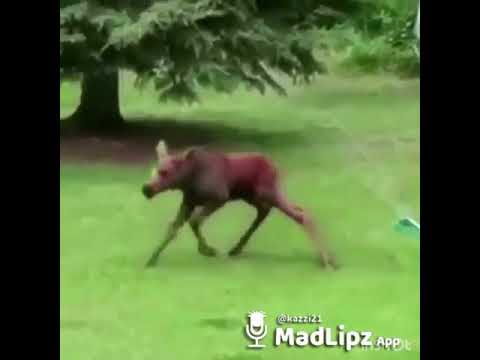 Zsatar dabas dikazzz gyorsulni