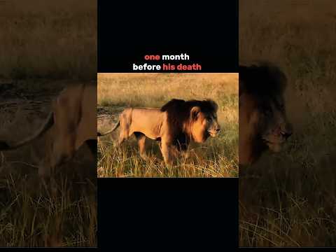 Scarface's video before his death #viral #video #lion #shorts