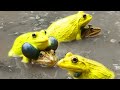 Rare Yellow Frog Wonderful Indian Bullfrog Video | Frog Sounds