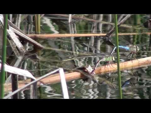 Common Green Darner (Aeshnidae: Anax junius) Ovipositing
