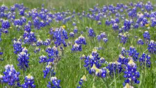 Texas State Wildflower Day/Bluebonnets