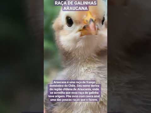 , title : 'A RAÇA DE GALINHAS  ARAUCANA!!! 🥰🥰🥰'