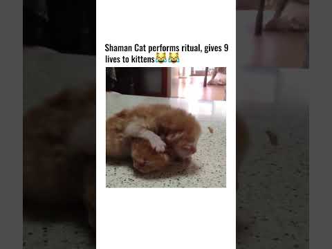 Shaman cat performs ritual, gives 9 lives to kittens😹😹 #shorts